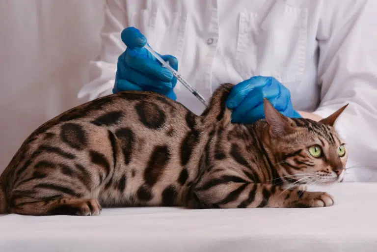 Les vaccins obligatoires pour votre chat : calendrier et prix